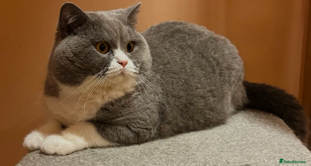 British Shorthair cats for stud: Stunning Pedigree GCCF BSH male for stud!! - Advert 1