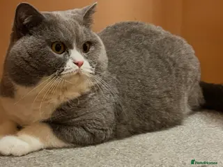 British Shorthair cats Stunning Pedigree GCCF BSH male for stud!! - Advert 11