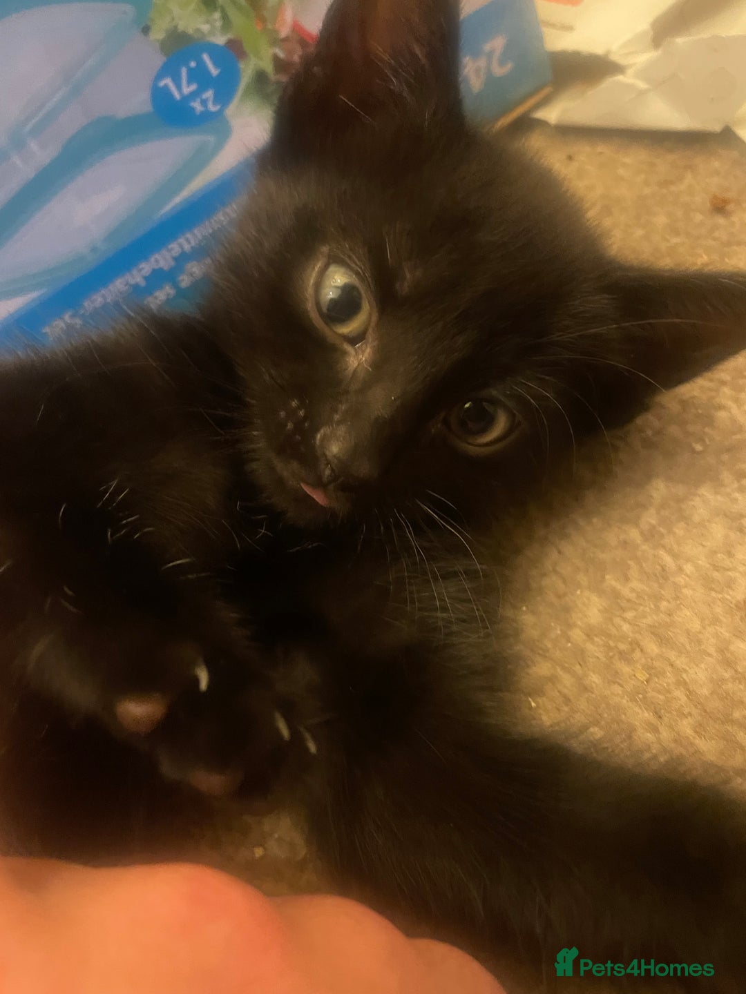 Domestic Shorthair cats for sale: Shadow  - Image 3