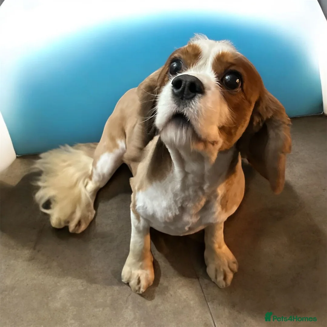 Cavalier King Charles Spaniel dogs for stud: cavalier king charles STUD ONLY  - Advert 4