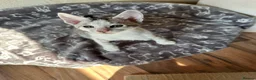 Mixed Breed cats for sale: Crossed Peterbald  - Advert 22