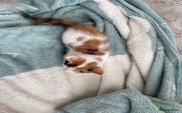 Mixed Breed cats for sale: Playful Kitten Looking for a Loving Home - Image 5