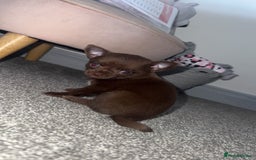 Chihuahua dogs for sale: Beautiful tiny girls chihuahuas  - Image 5
