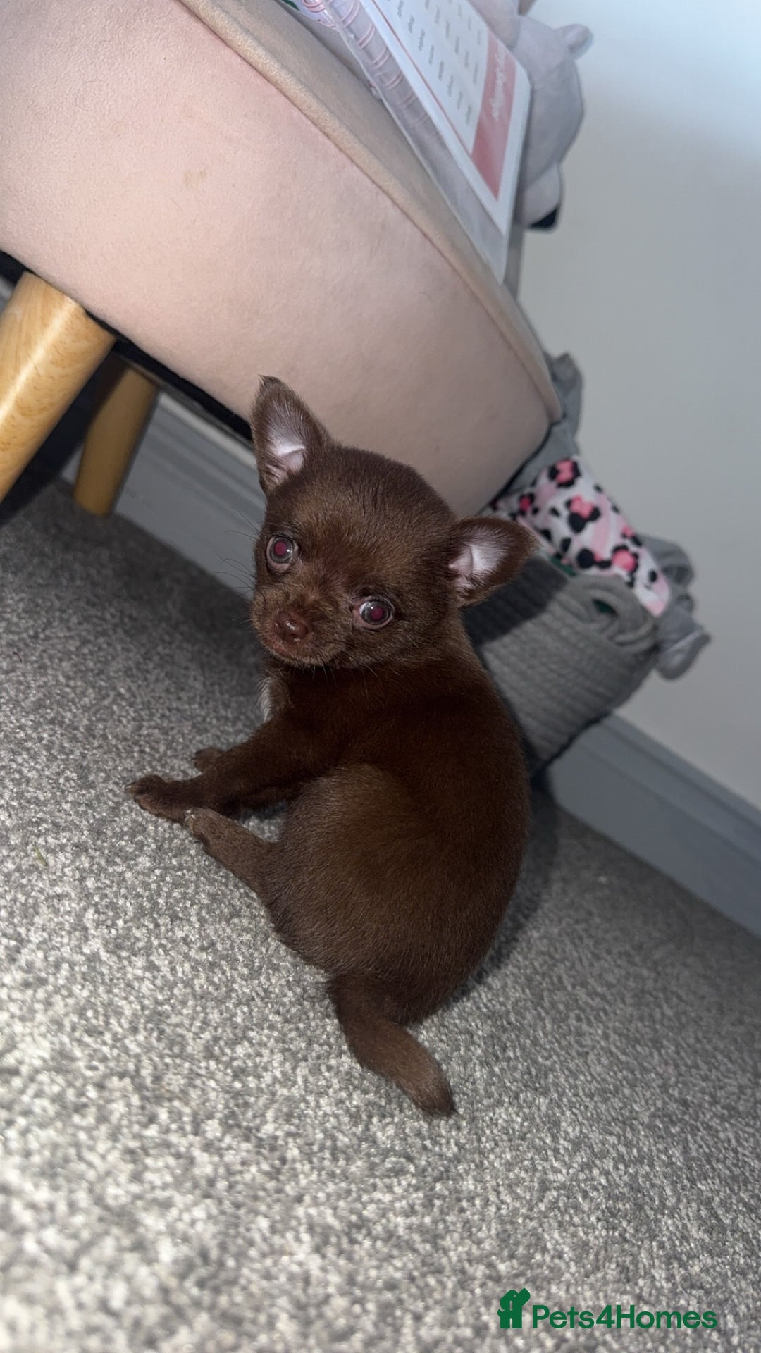 Chihuahua dogs for sale: Beautiful tiny girls chihuahuas  - Image 5