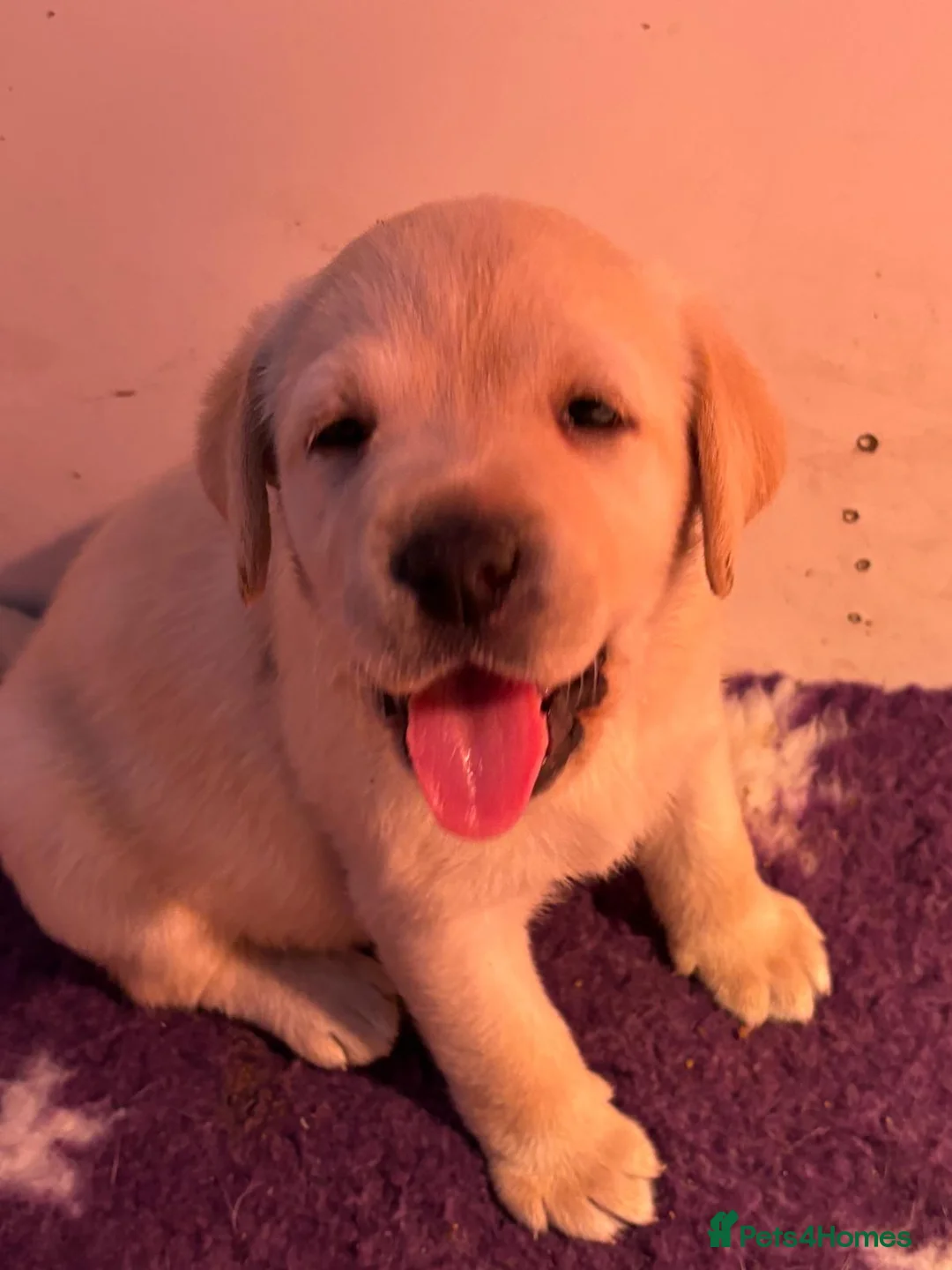 Labrador Retriever dogs for sale: Chunky yellow puppies  - Advert 1