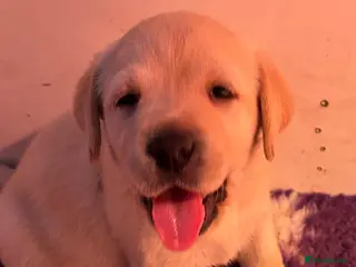 Labrador Retriever dogs Chunky yellow puppies - Advert 1
