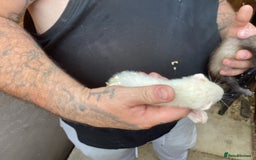 Ferret rodents for sale: Hobs for sale  - Image 3