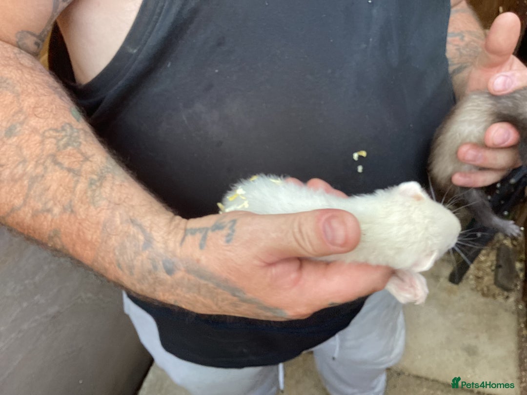 Ferret rodents for sale: Hobs for sale  - Image 3