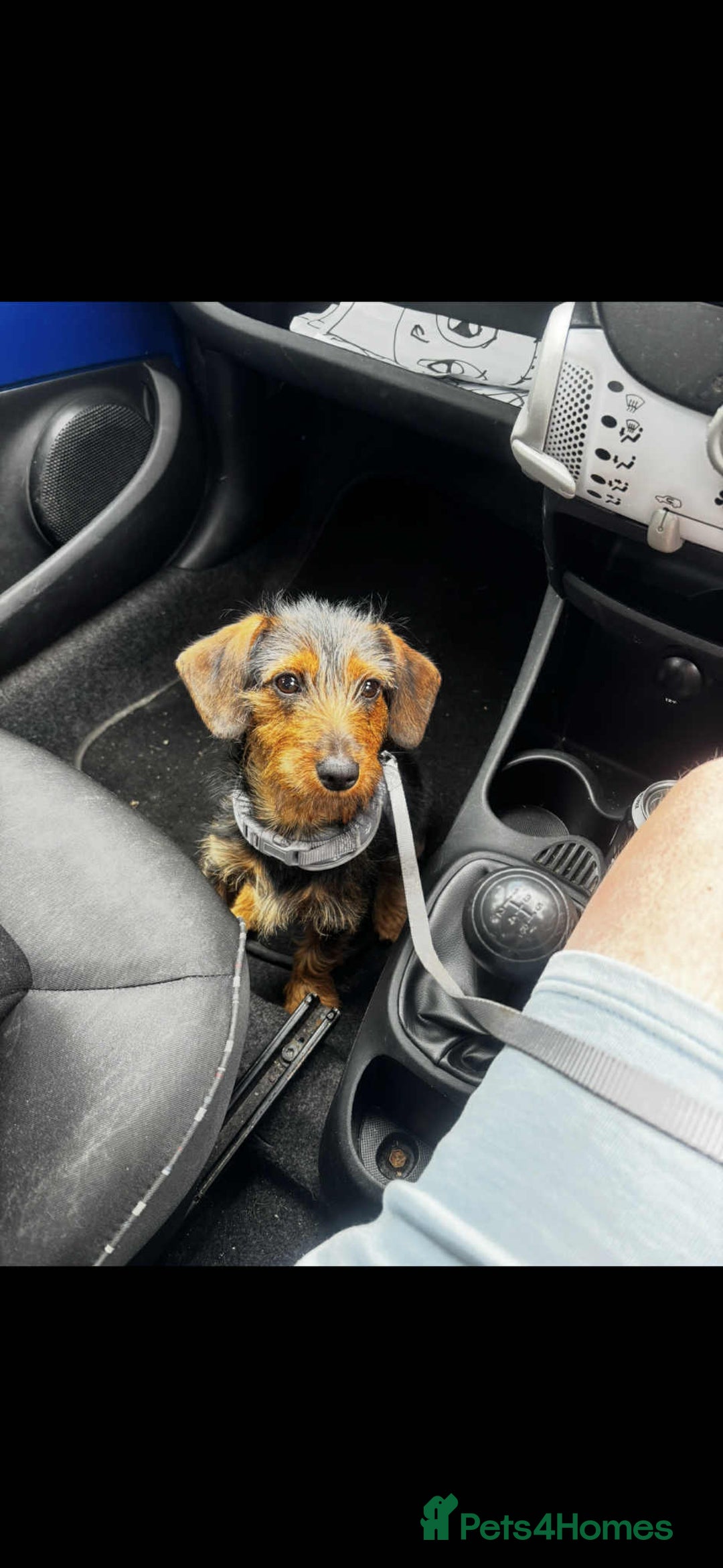 Dachshund dogs for sale: Beautiful Mabel - Image 4
