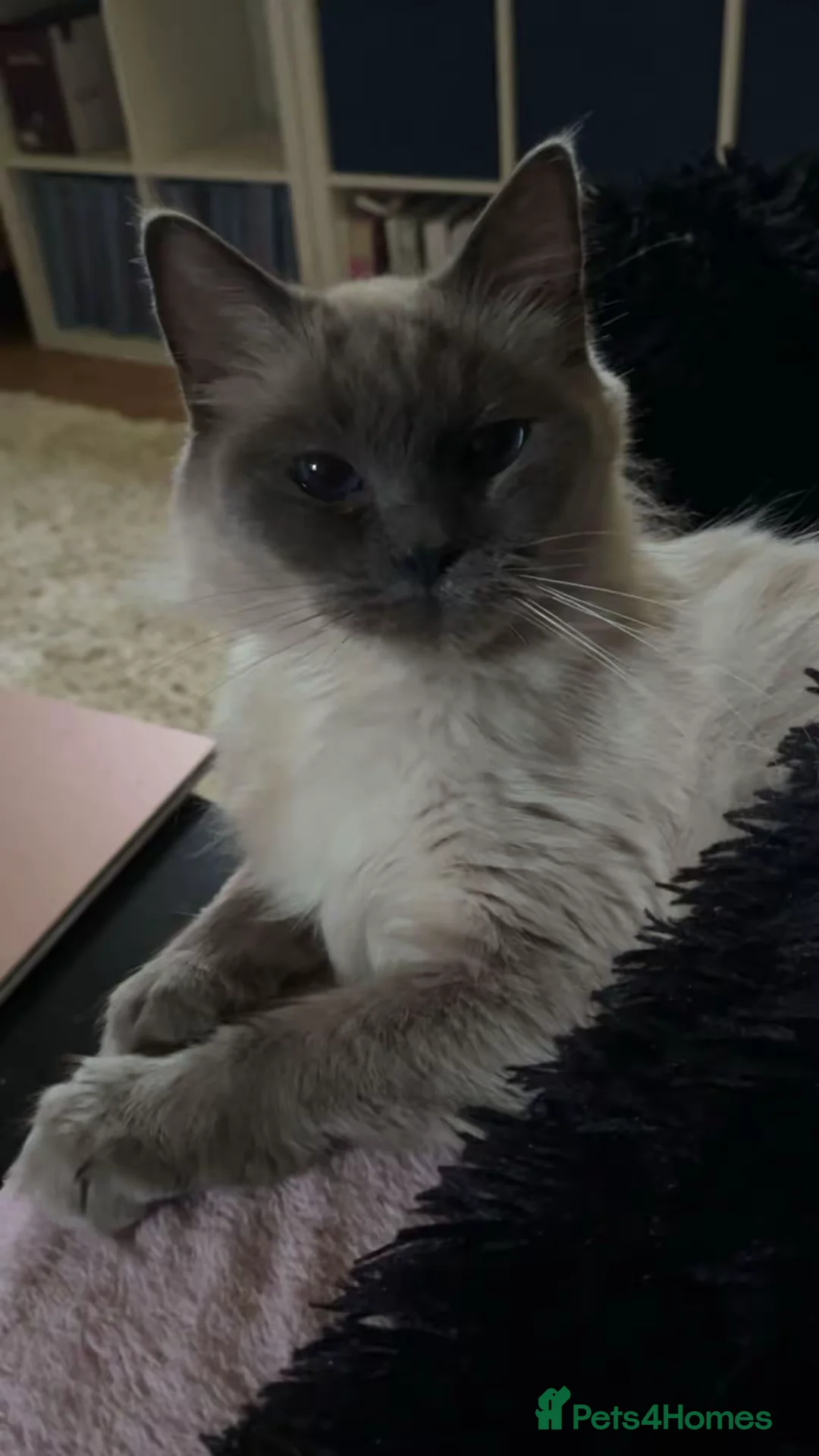 Ragdoll cats for sale: Purebred Ragdoll cat, fully trained in Oldham - Advert 2