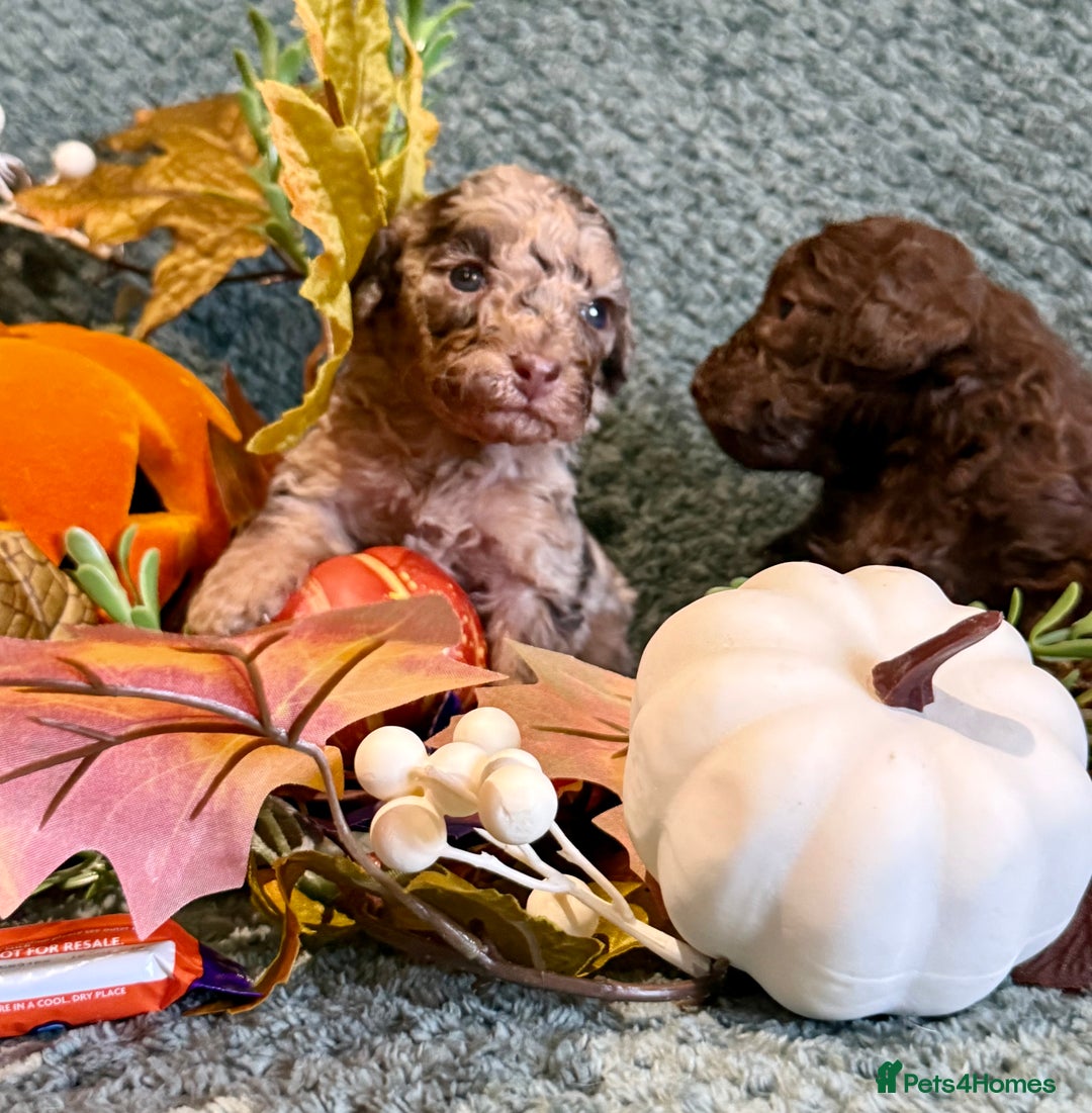 Miniature Poodle dogs for sale: Beautiful Miniature Poodle pups  - Image 15