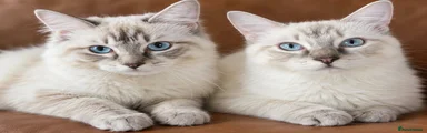 Ragdoll 1