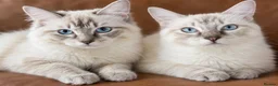 Ragdoll cats for sale: Ragdoll kittens 🐾 - Advert 2