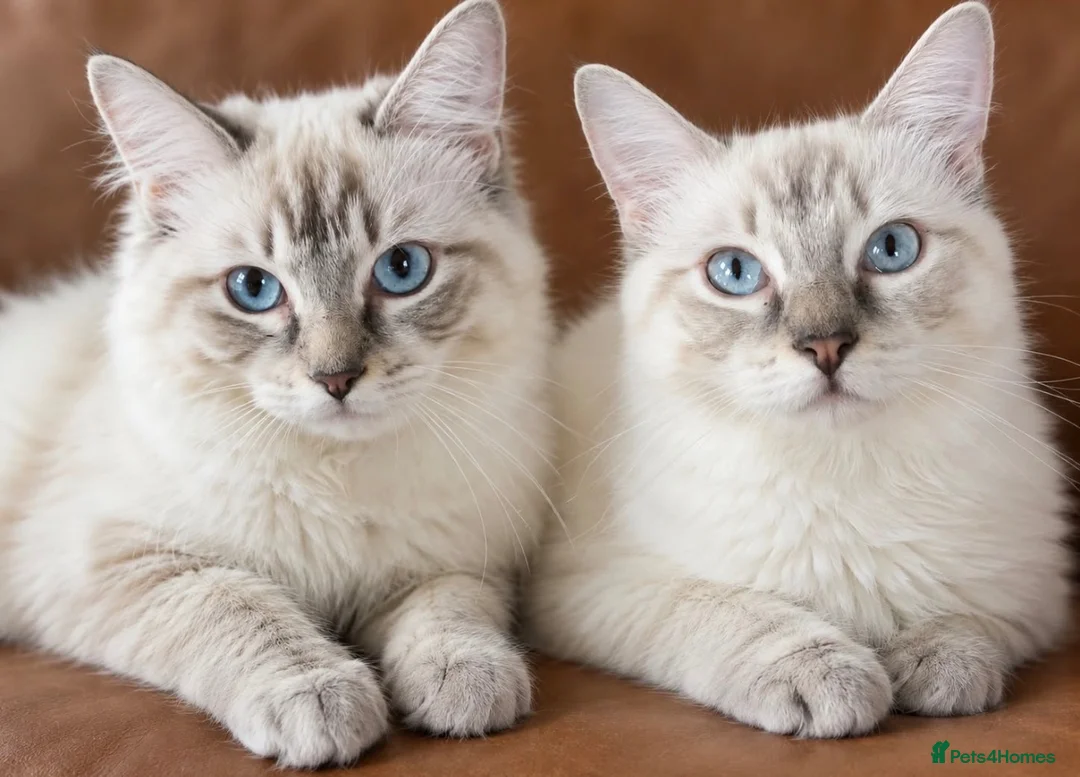 Ragdoll cats for sale: Ragdoll kittens 🐾 - Advert 2