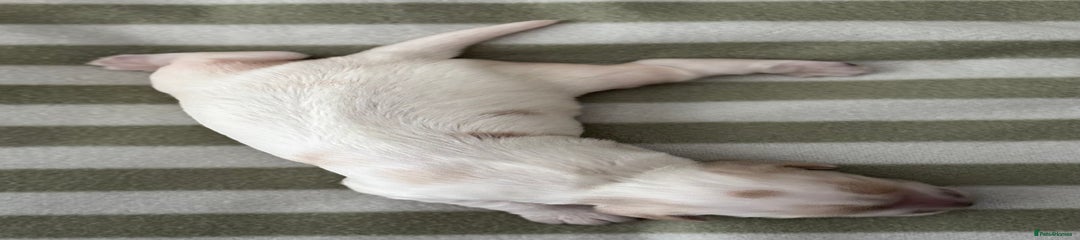 Cocker Spaniel Puppy 3