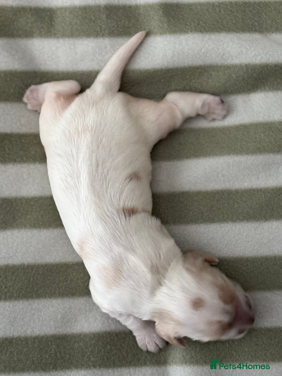 Cocker Spaniel dogs for sale: Beautiful Cocker Spaniel Puppies - Advert 14