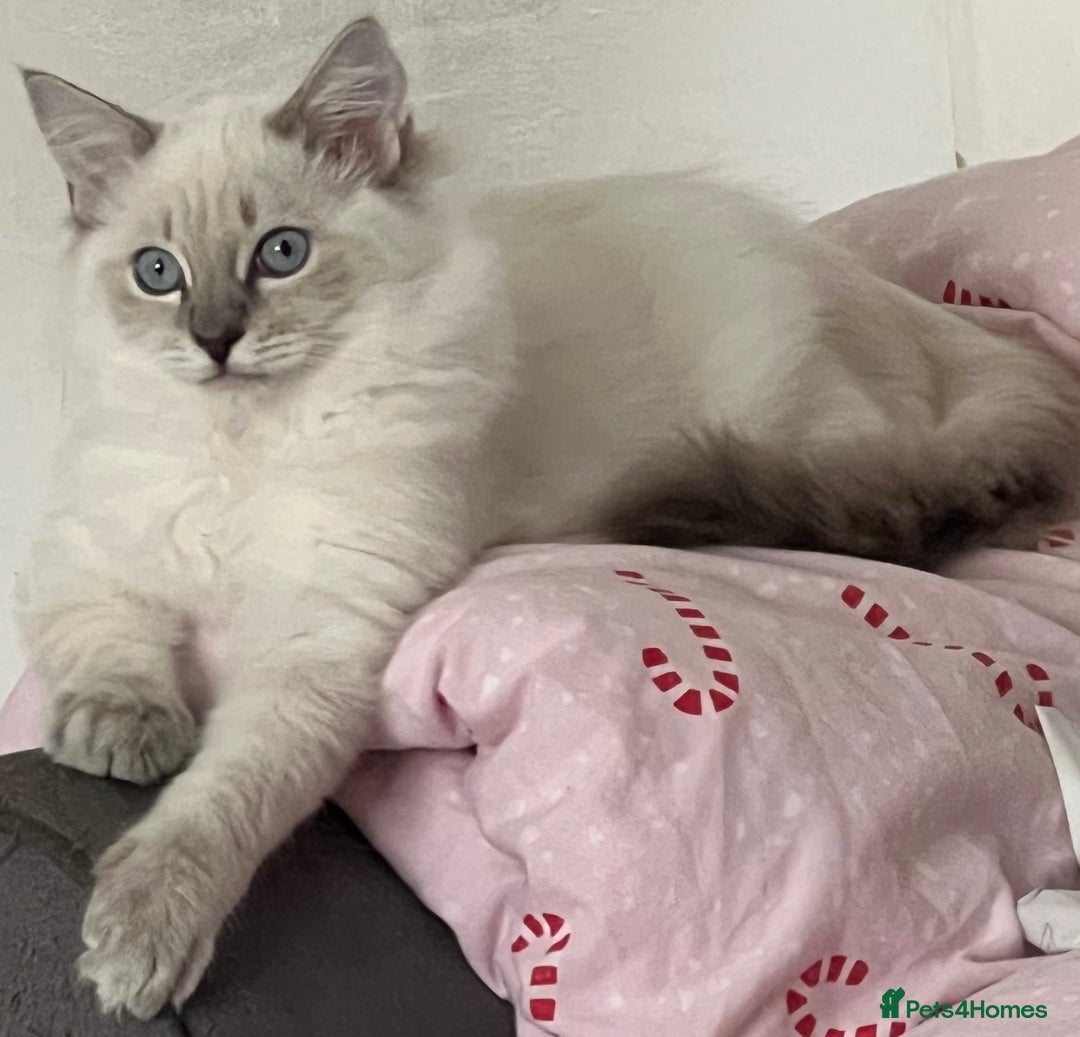 Ragdoll cats for sale: Ragdoll kittens  - Image 2