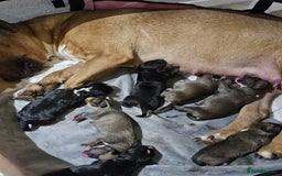 English Bull Terrier dogs for stud: Proven Bull Terrier studs x 2 - Image 12