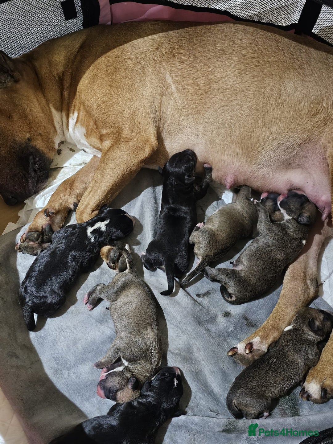 English Bull Terrier dogs for stud: Proven Bull Terrier studs x 2 - Image 12