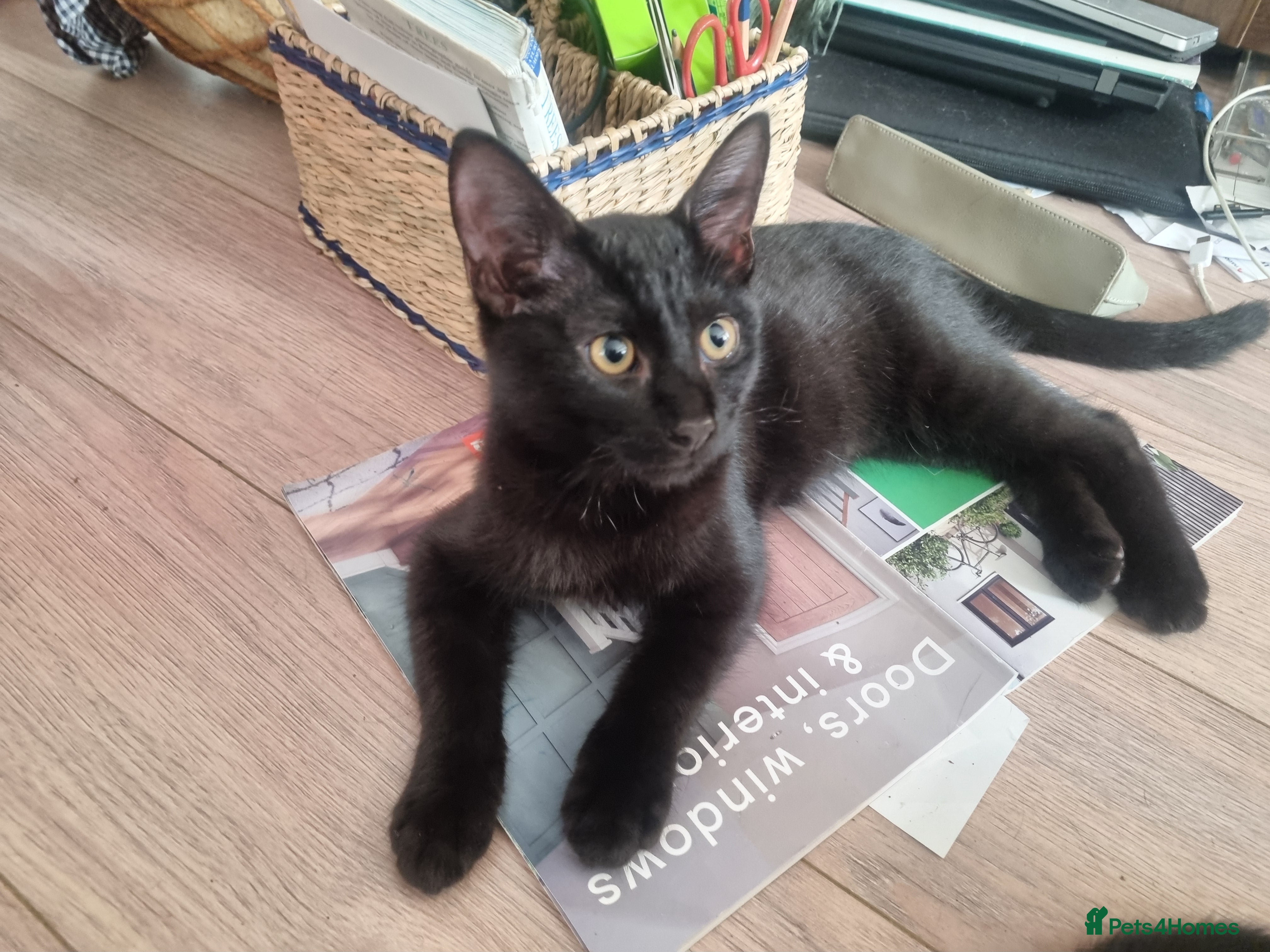 Mixed Breed cats 4 month beautiful 😍 kittens, ready to go.  - Advert 1