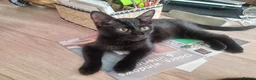 Mixed Breed cats for sale: 4 month beautiful 😍 kittens, ready to go £50.  - Advert 3