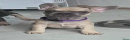 French Bulldog dogs for sale: Ready to collect  - Advert 8