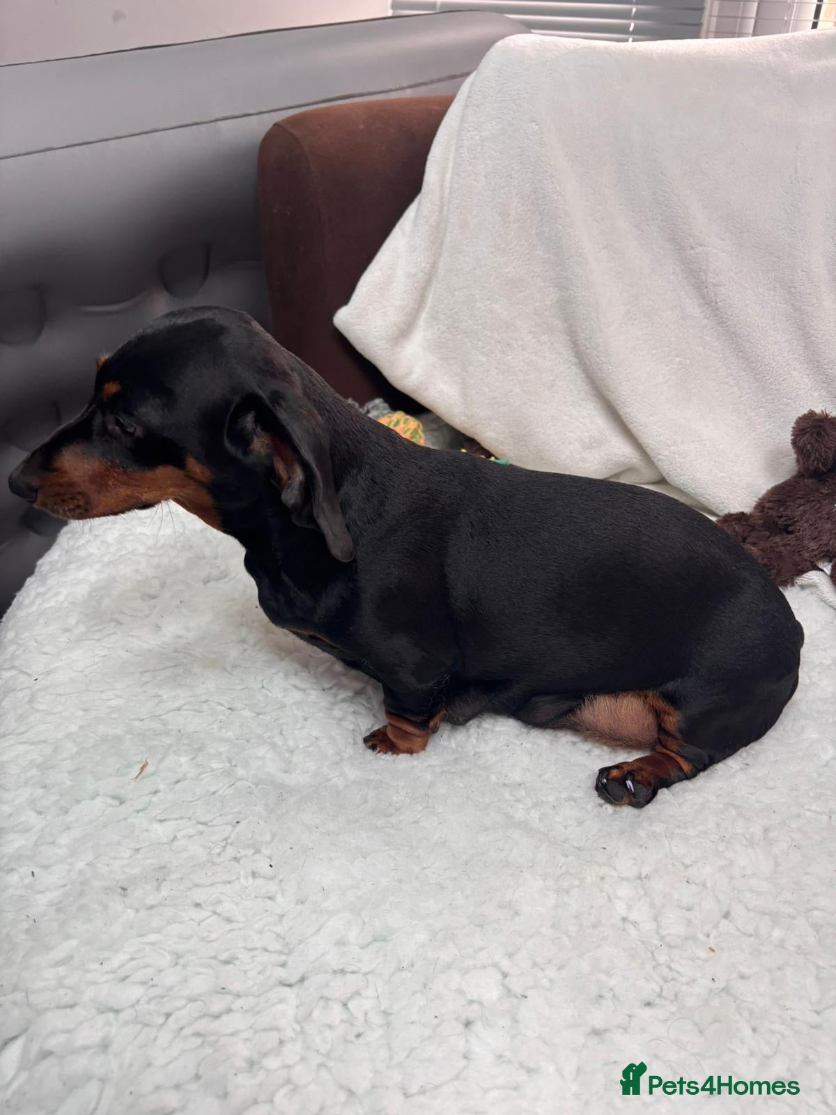 Miniature Dachshund dogs 4 male smooth hair miniature dachshund  - Advert 9