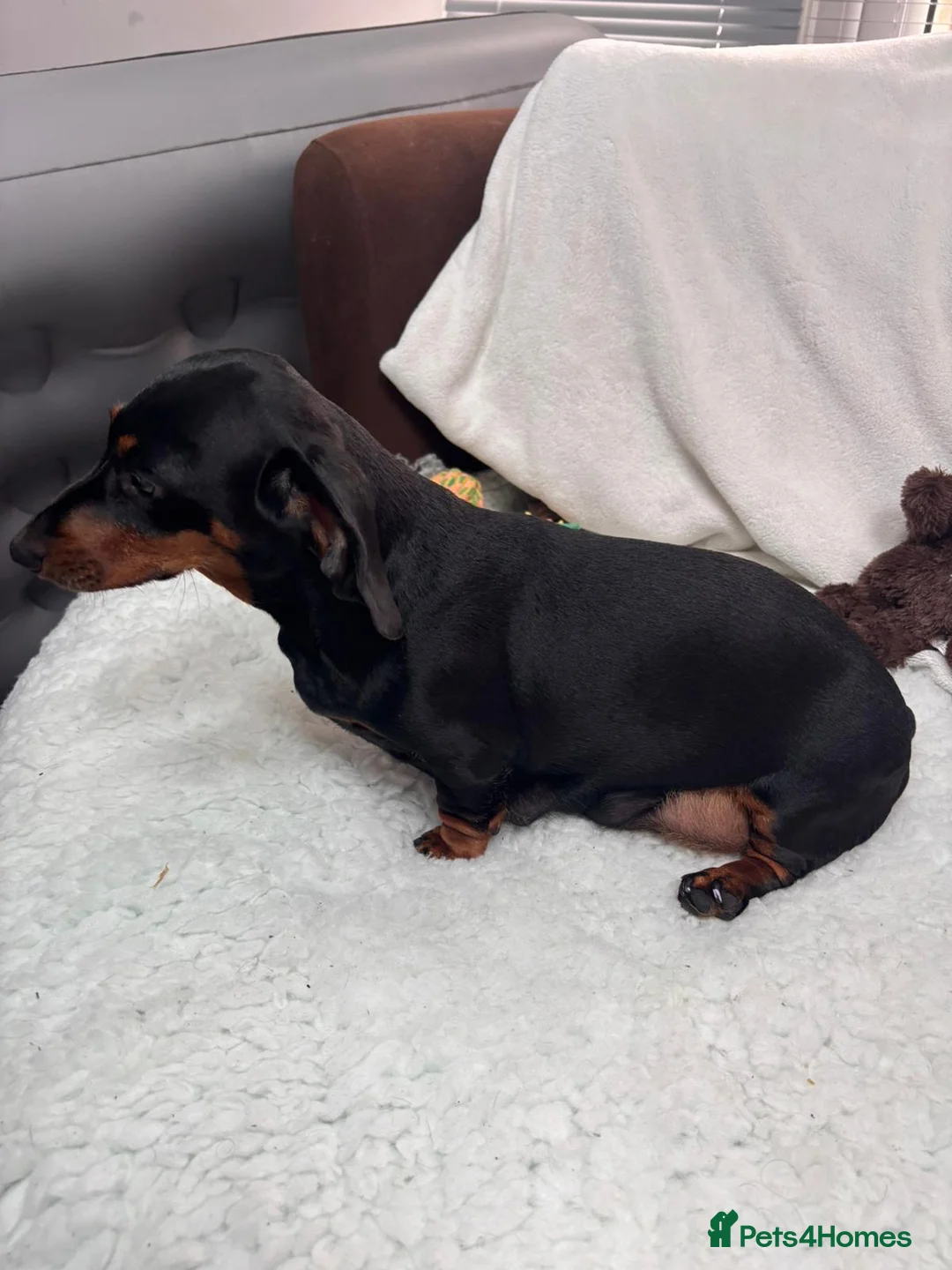 Miniature Dachshund dogs for sale: 4 male smooth hair miniature dachshund  - Advert 1