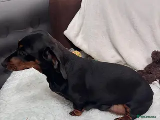 Miniature Dachshund dogs 4 male smooth hair miniature dachshund - Advert 6