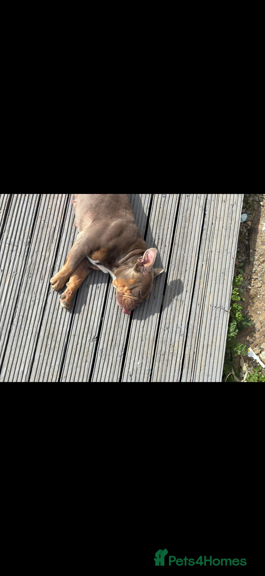 Olde English Bulldogge dogs for sale: Olde English bulldog - Image 3