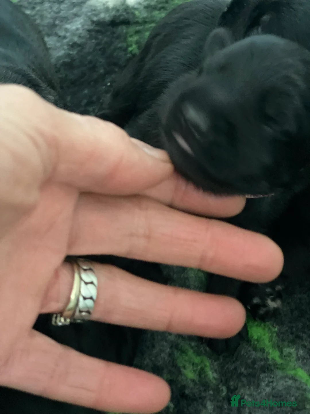 Miniature Schnauzer dogs for sale: 5*KC MINIATURE SCHNAUZER PUPPIES  - Advert 14