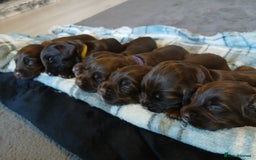 Sprocker dogs for sale: Sprocker puppies  - Image 3
