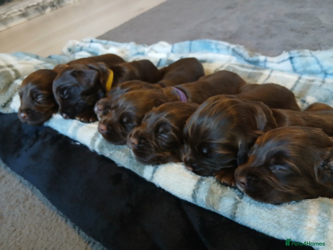 Sprocker dogs for sale: Sprocker puppies  - Image 3