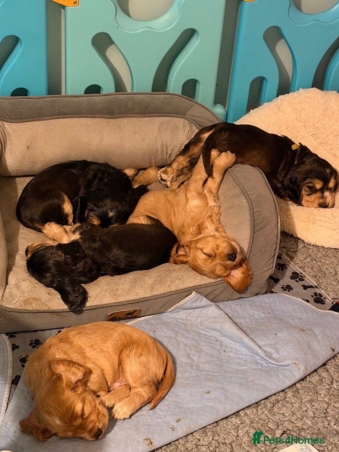 Cocker Spaniel dogs for sale: Show line cocker spaniels - Image 1