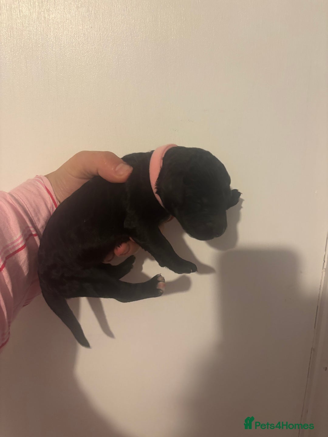 Standard Poodle dogs for sale: Beautiful litter of Standard Poodle Puppies  - Image 4