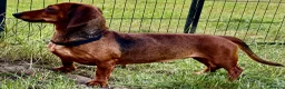 Dachshund dogs for adoption: 🐾 UTAN – Female Miniature Dachshund 🐾 - Advert 3