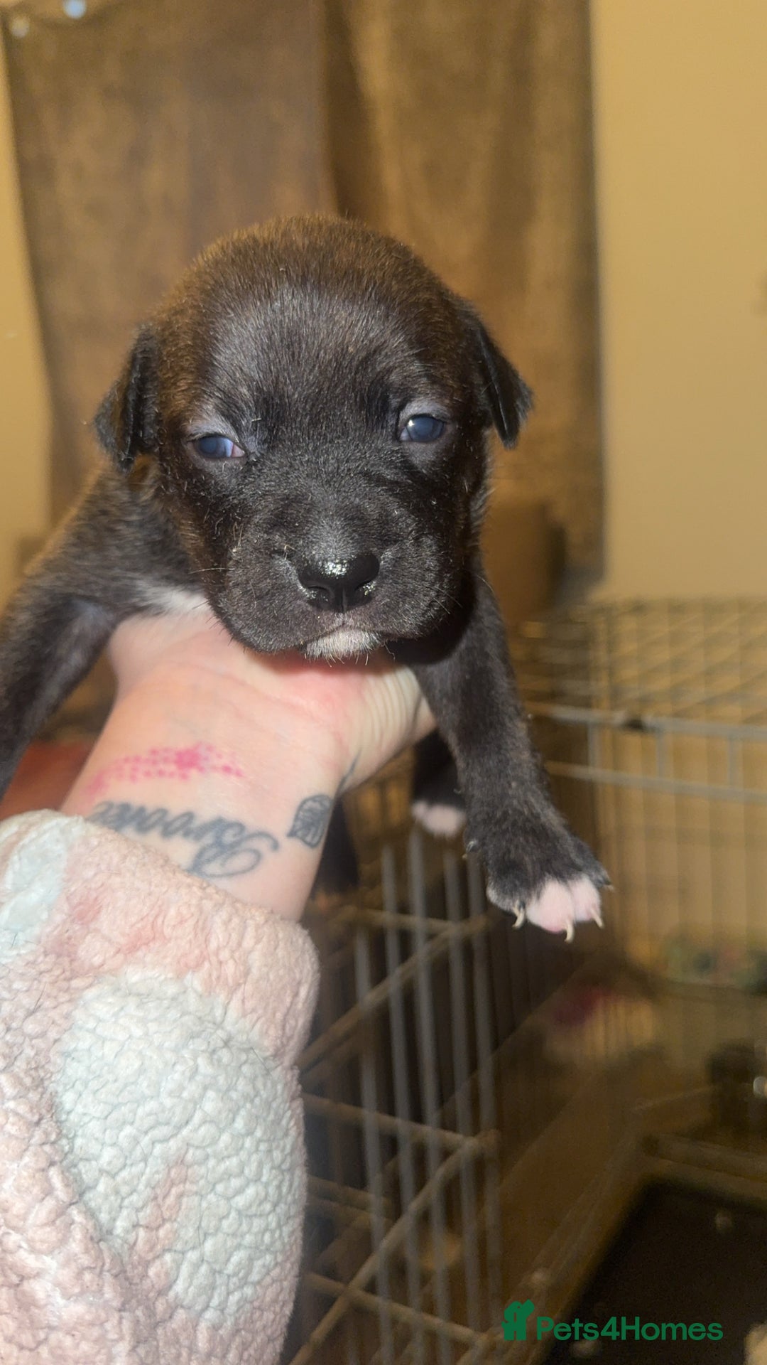 Mixed Breed dogs for sale: Bully pups  - Advert 8