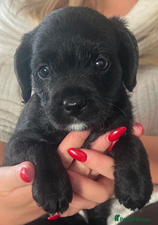 Mixed Breed dogs - Advert 2