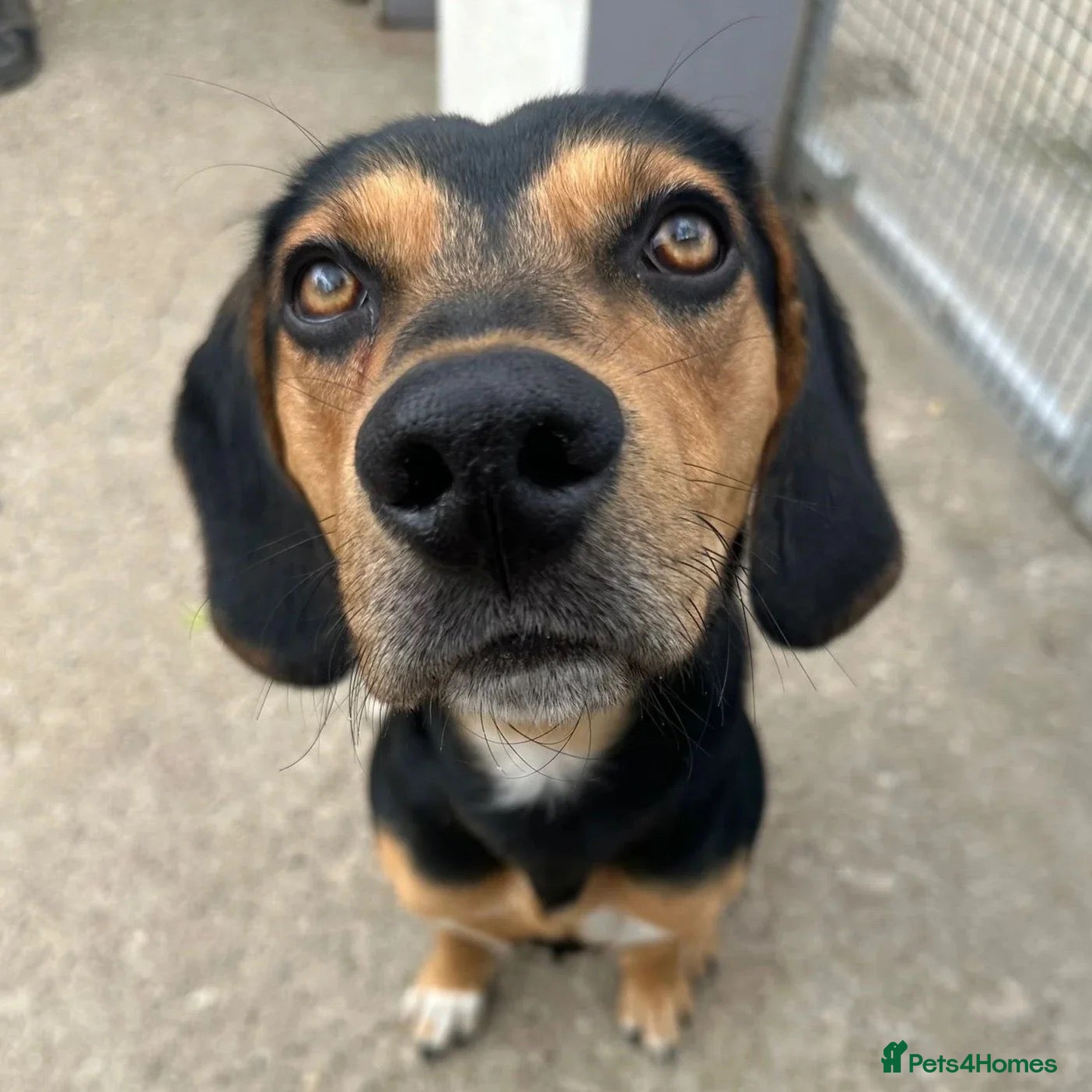 Mixed Breed dogs Ivan (Greek Harehound) - Advert 17