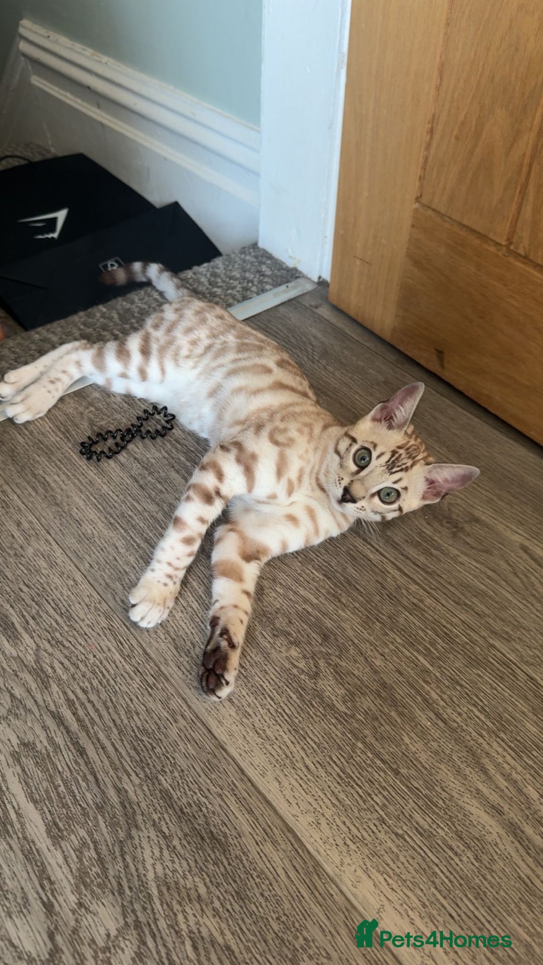 Bengal cats for sale: Bengal tiger  - Image 4