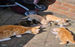 Mixed Breed cats for sale: 3 lovely and playful kittens  - Image 10