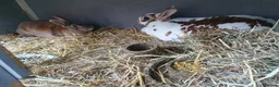 Mini Lop rabbits for sale: Spayed/neutered rabbits for adoption VAC rhd2 - Advert 2