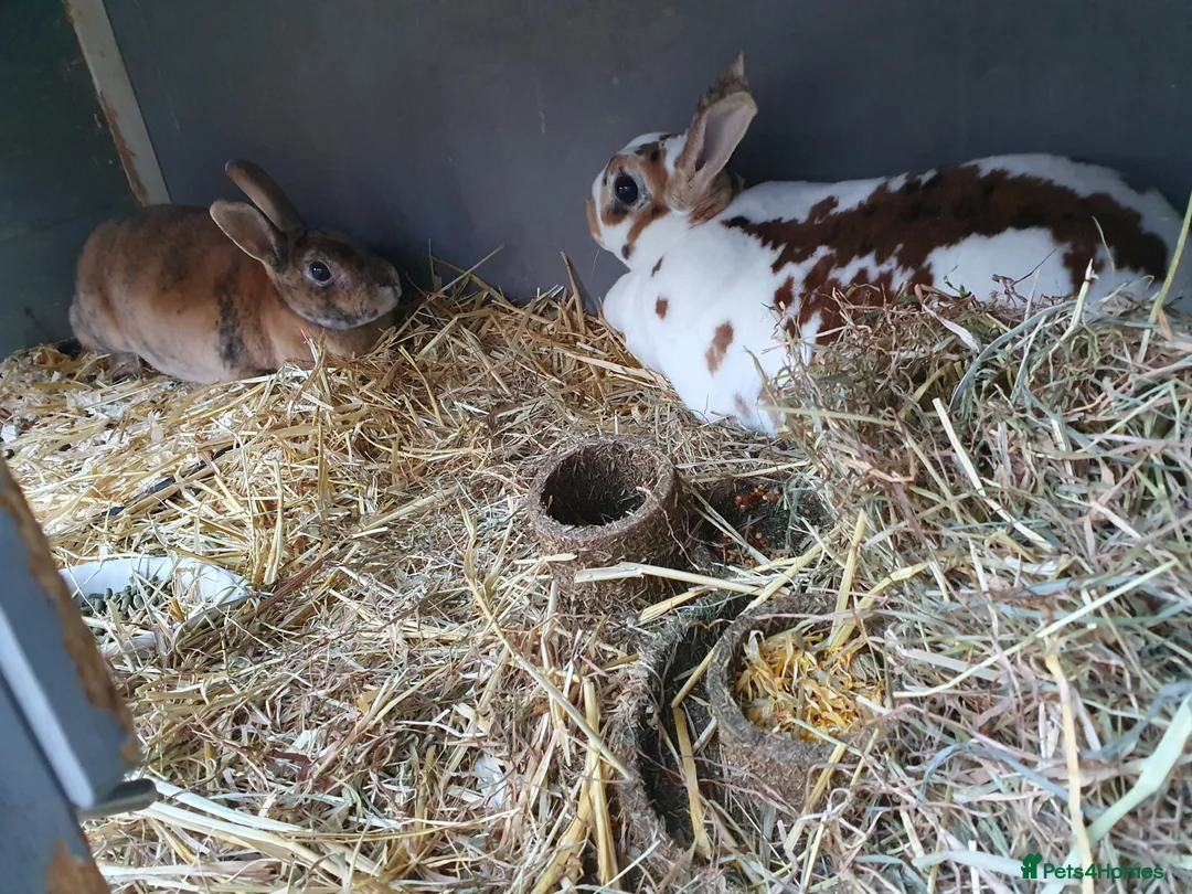 Mini Lop rabbits for sale: Spayed/neutered rabbits for adoption VAC rhd2 - Advert 2