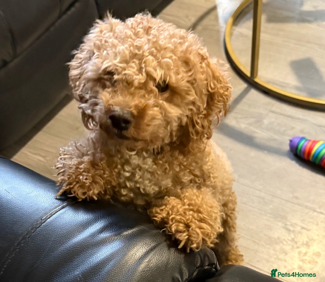 Poochon dogs for sale: Teddy - Advert 1