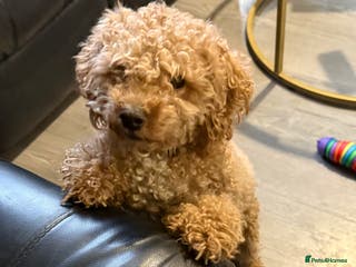 Poochon dogs Teddy - Advert 1