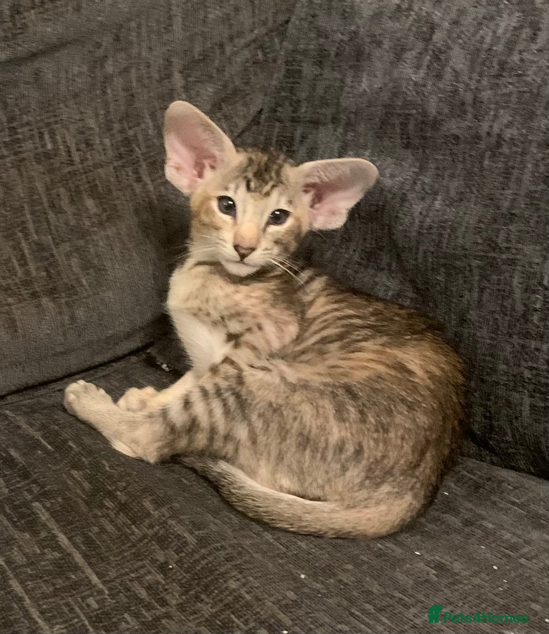Oriental cats for sale: Stunning tortie tabby oriental female kittens - Image 2
