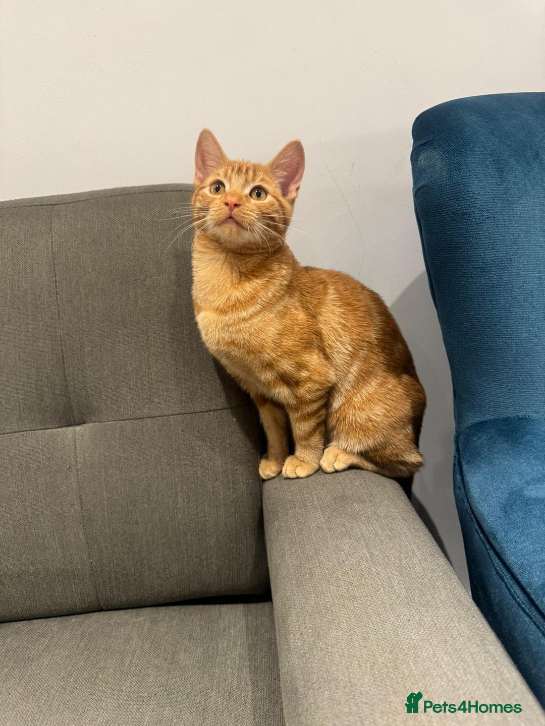 American Shorthair cats for sale: Ginger female - American shorthair - Advert 3