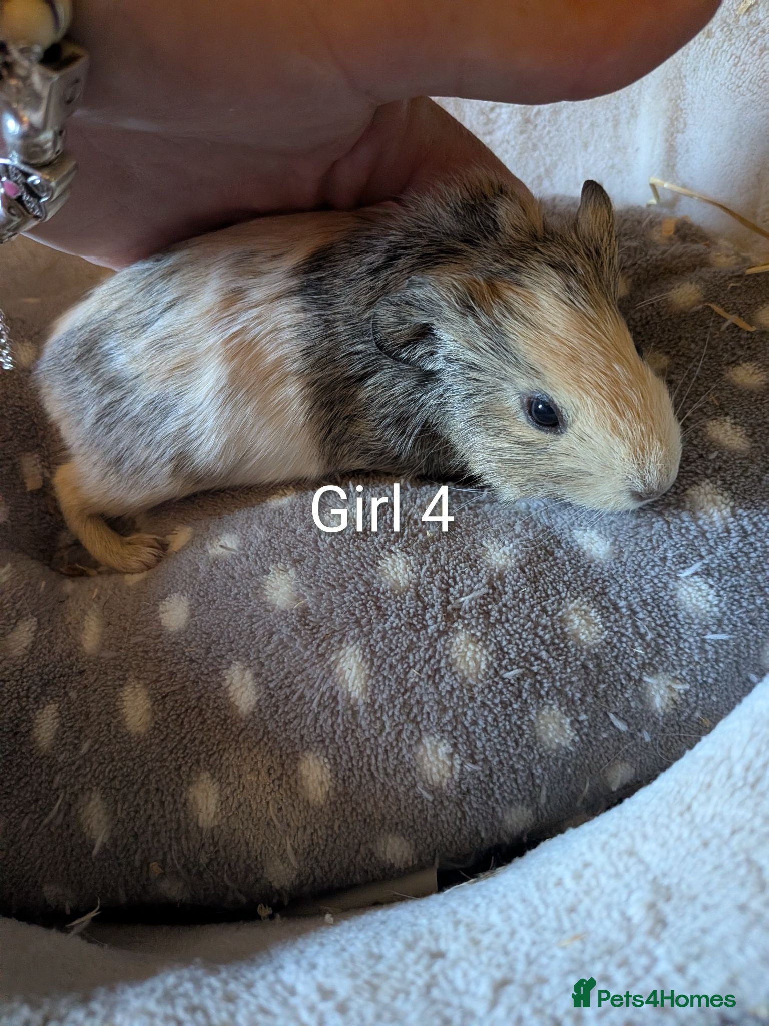 Guinea Pig rodents Baby guinea pigs  - Advert 17