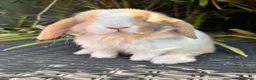 Mini Lop rabbits for sale: Ready to leave. Mini lop babies  - Advert 1