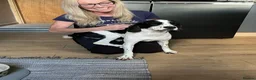 Mixed Breed dogs for sale: Royal Springhound (Springlier’s) - Advert 2